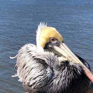 Meet your Posher, Tracy